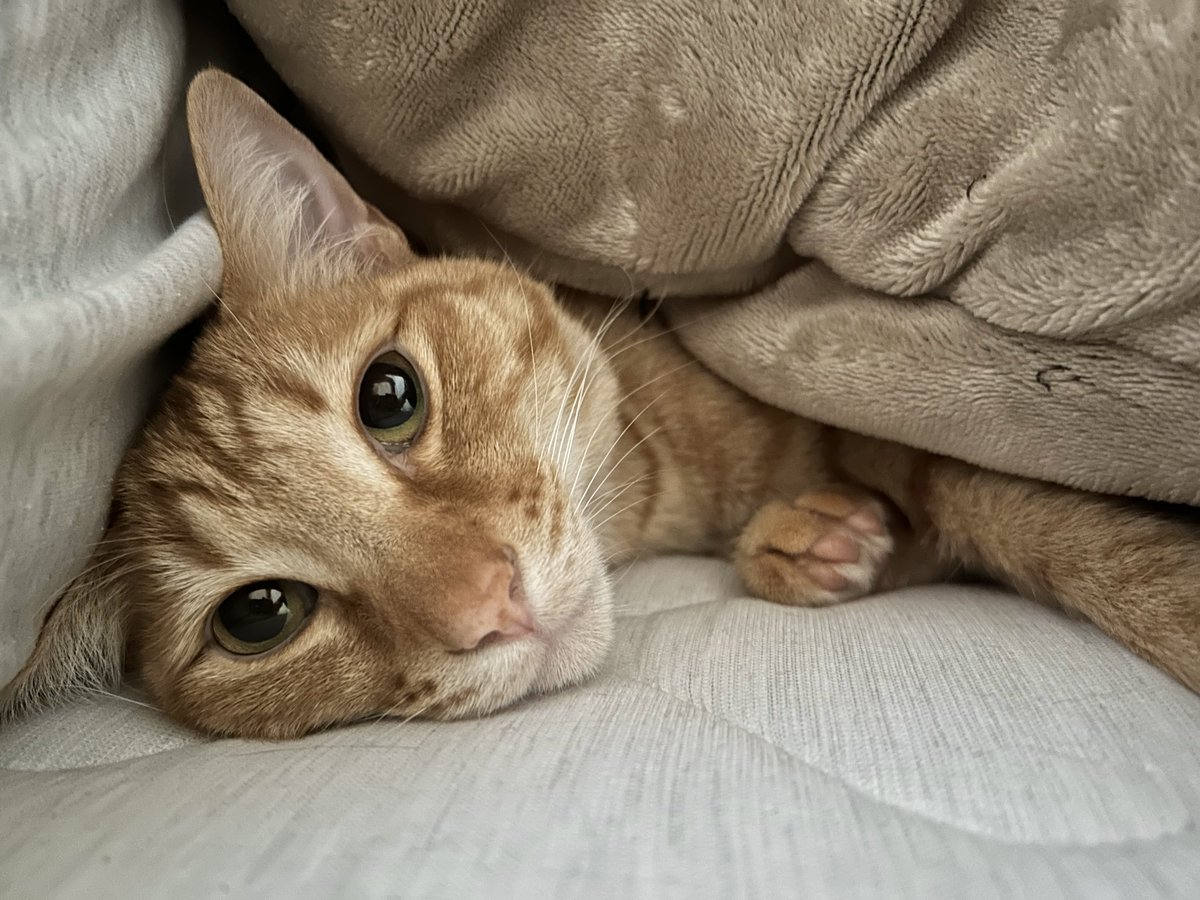 ごんねこ tweet media