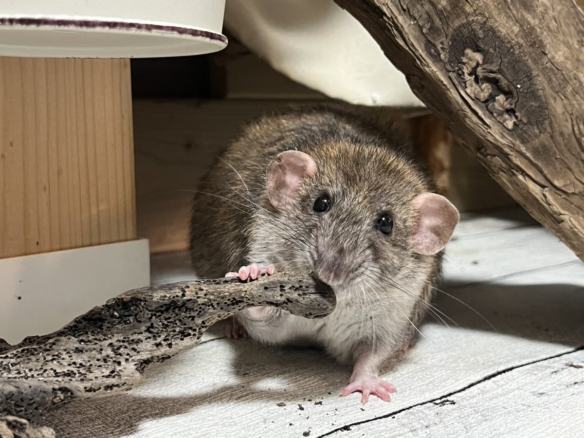 ラットのおうちran run Rat 横浜中華街 tweet media