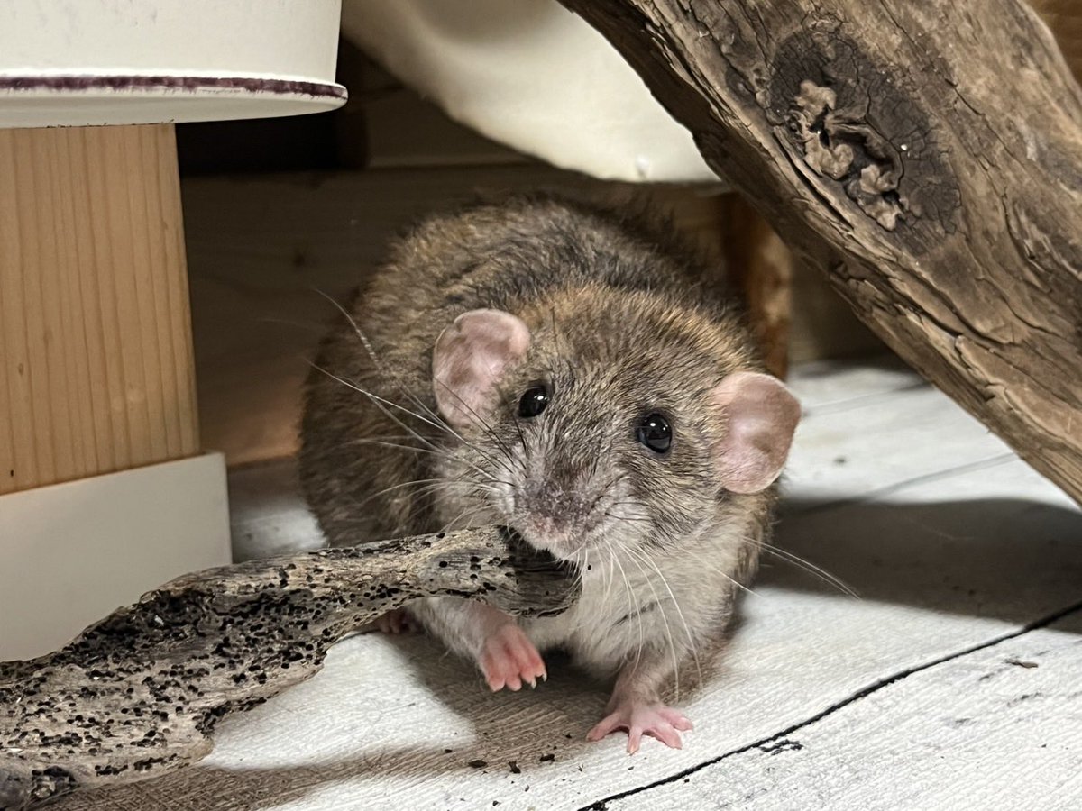 ラットのおうちran run Rat 横浜中華街 tweet media