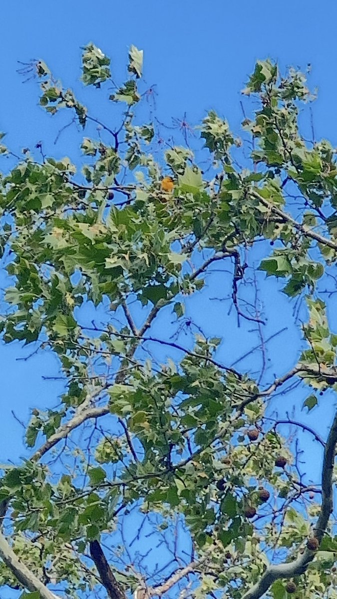 I have got to get a camera with a zoom lens because what do you mean this is the best picture I got of this oriole