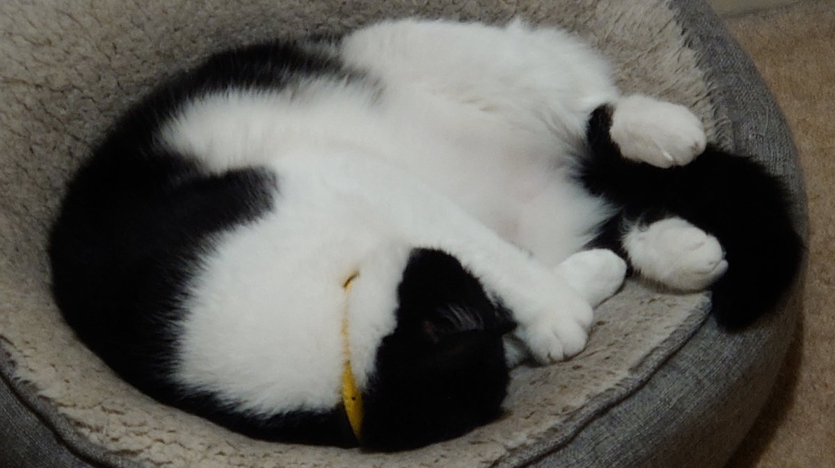 Northlander74's tweet image. When I come back, I want to be a Cat...😻 #CatsOfTwitter