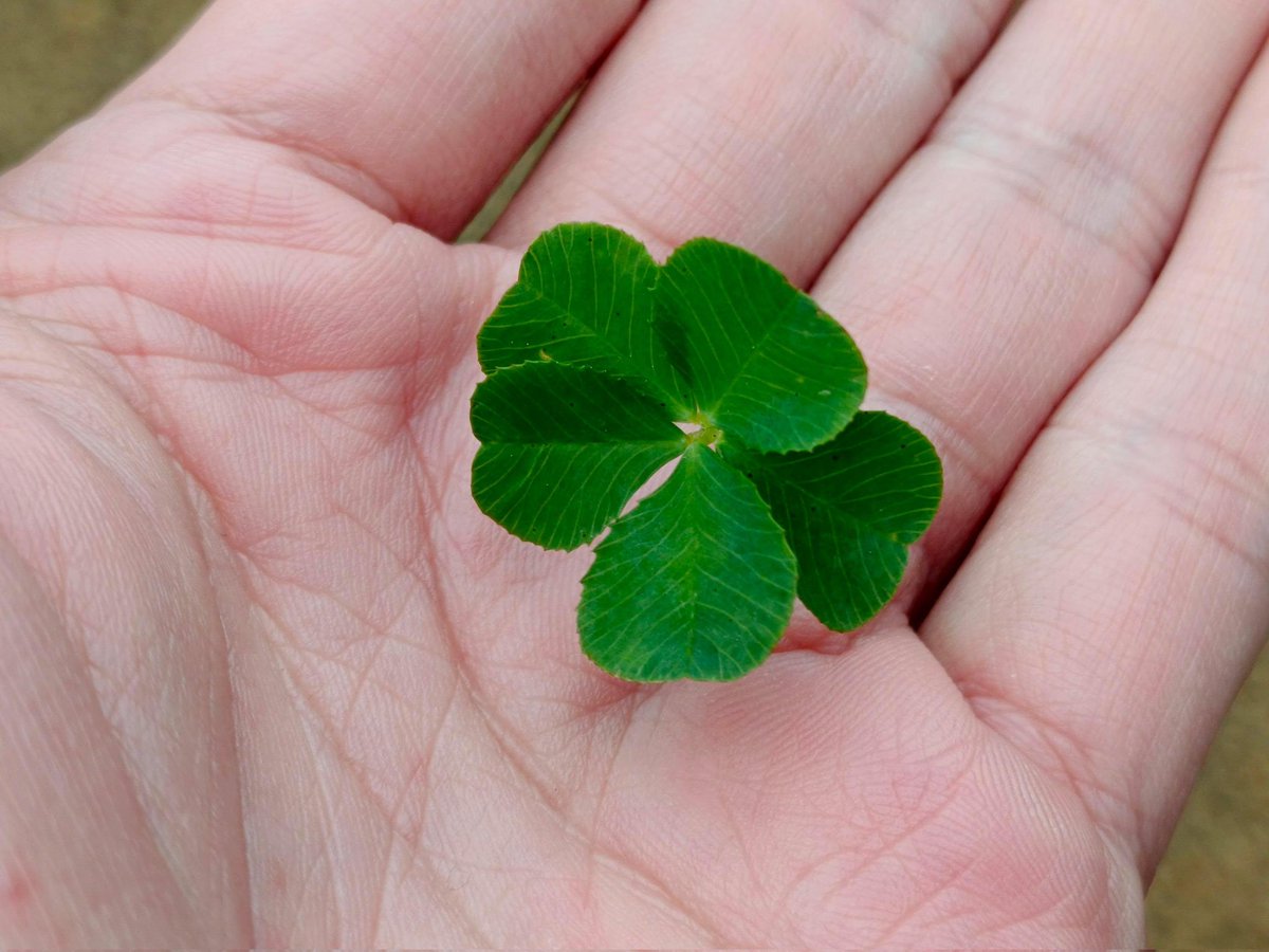 LieResha's tweet photo. Gresek di taman cari 4-leaf clover, malah nemu yg 5... https://t.co/k1AYJEbhQA