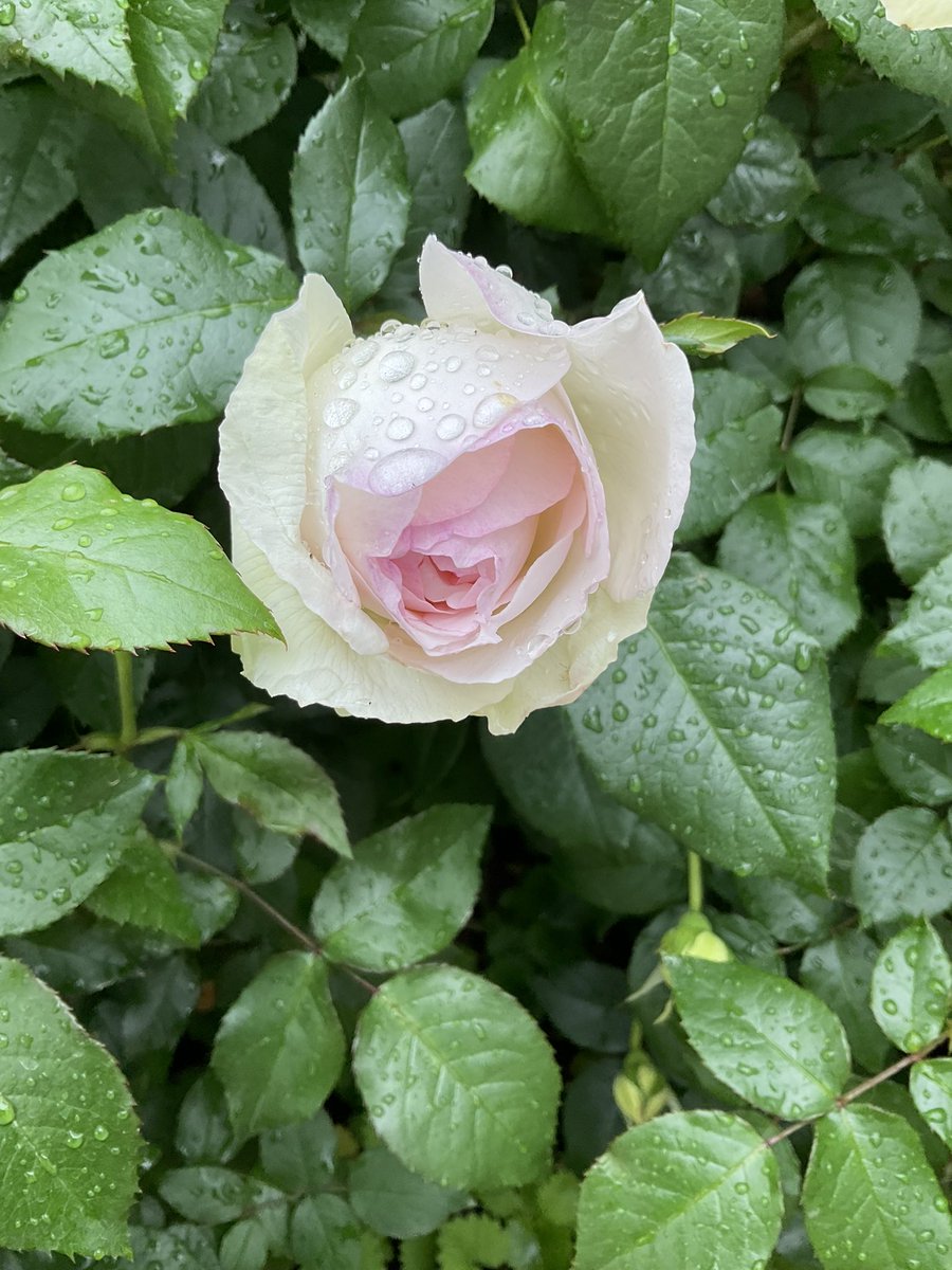Funky_MCZ's tweet image. 🌸今朝の一枚🌸おはようございます🌸
#花 #flower #花のある暮らし #flowers #フラワー #花のある生活 #TLを花でいっぱいしよう #香り #癒し #穏やかな心