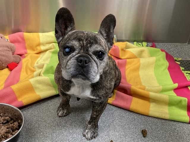 hopepawsfund's tweet image. 🐾 IS THIS YOUR DOG? 🚨 LOST DOG - Anaheim 🐾 Miss America (ID #A1941334), French Bulldog, Brindle, 9 yrs. 📍 Anaheim Intake: 05/04/2026 Safe at shelter—call now! 📞 (714) 935-6848 🔗 petadoption.ocpetinfo.com/LostFound/#/li… #anaheim #lostdog #frenchbulldog