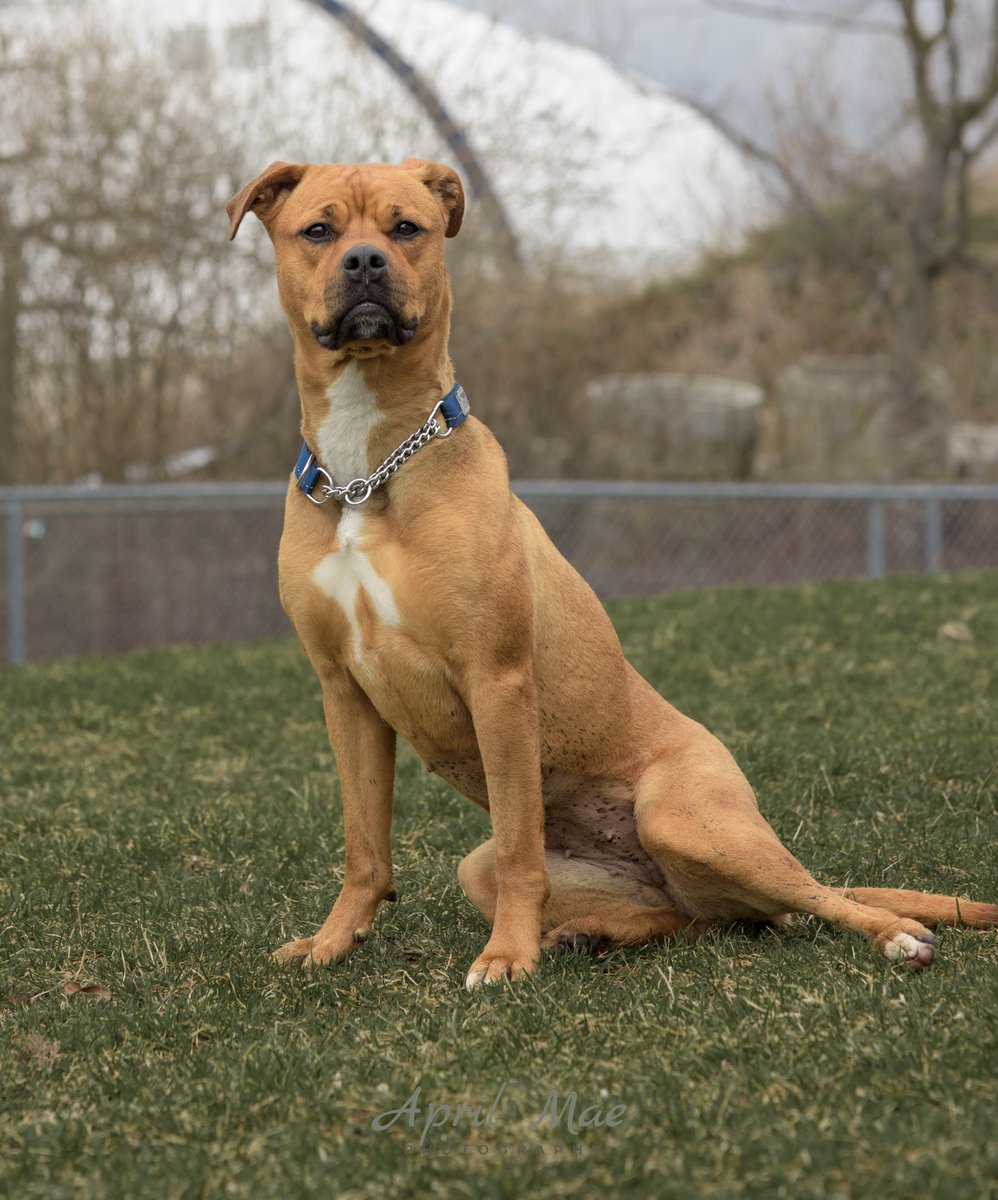 The Ontario SPCA and Humane Society tweet media