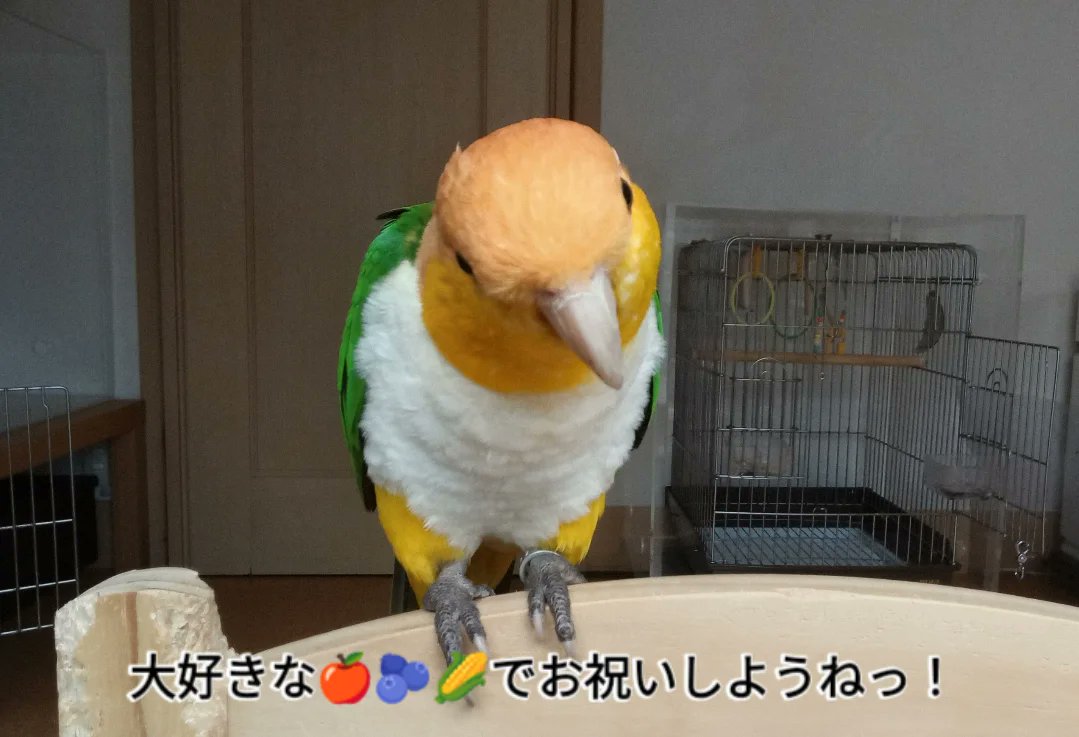 ルリビ tweet media