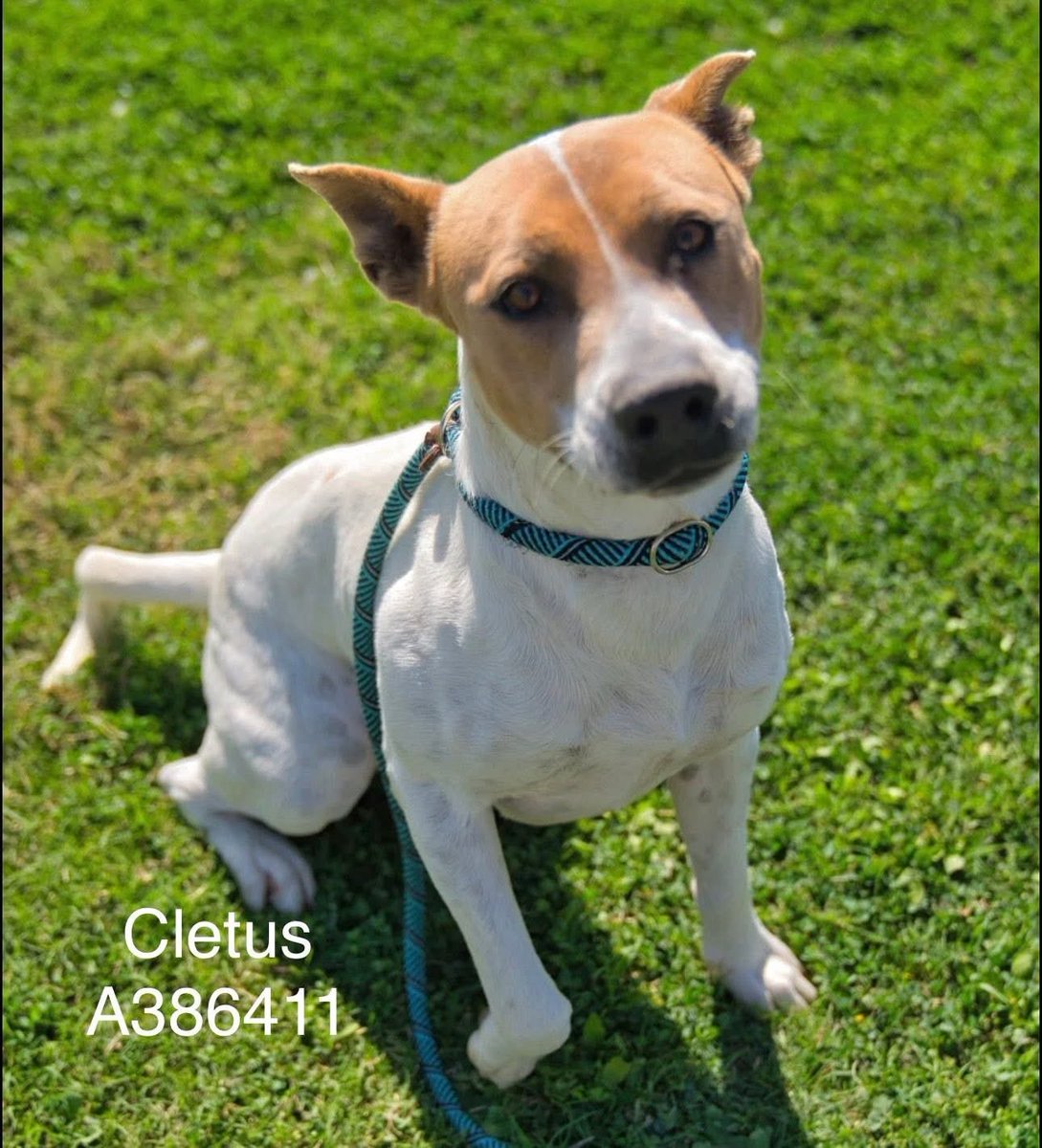 LisaBrabson's tweet photo. CLETUS #A386411 3yo
He's positively precious!
Gorgeous little Jack Russell-mix,spunky,sweet, loaded with personality &amp; unconditional love 
He shouldn't b in #CorpusChristiACS waiting to DIE!
#ADOPT or #FOSTER this little pixie,he will wiggle right into your ❤️
PLZ #Pledge4Rescue https://t.co/rXHmCdI9a5