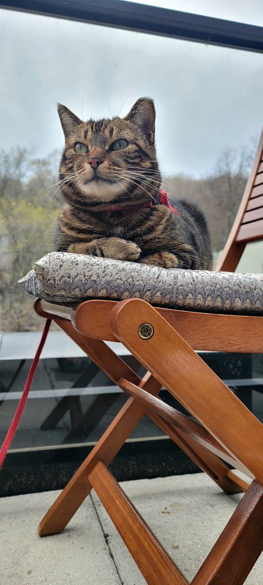 PercyFuzzyboots's tweet image. I am very disappointed in Maman for missing #NationalTabbyDay. I shall require dried sardines and plenty of wet food to make up for it. 
#CatsOfTwitter