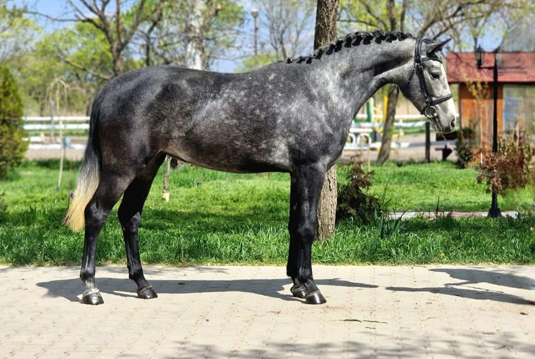 ehorses.com - horse market tweet media