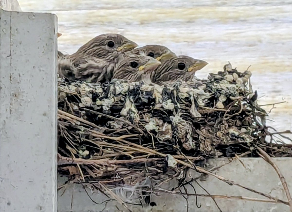 typode's tweet photo. New neighbors living under the back door awning https://t.co/qsKSxBxFSm