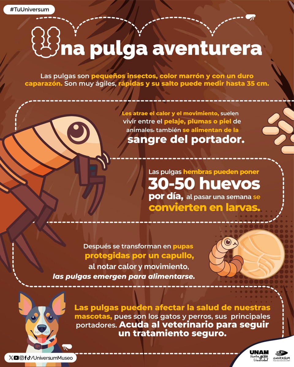 Universum Museo tweet media