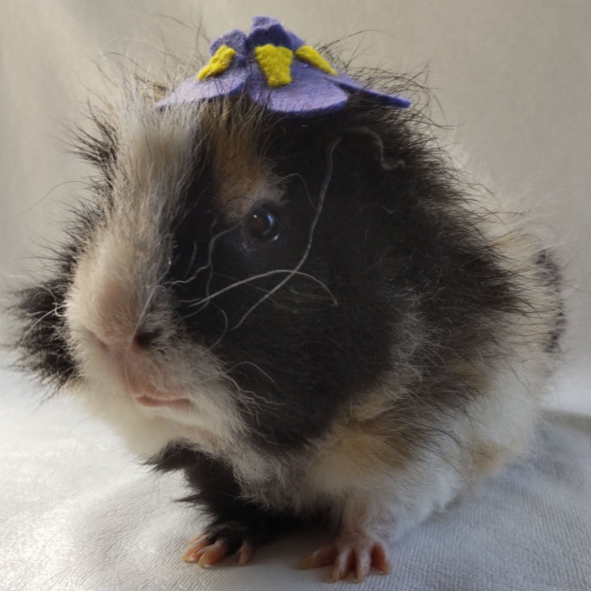 おはよーでしゅ( ˆᴗˆ  )
5がつ5かのたんじょうびのおはなは、アイリスでしゅ🌼
はなことばは『よい便り』『希望』でしゅꕤ
よいいちにちになりましゅように🍀
#モルモット
#モルモットたいよう☀
#5月5日誕生花 #アイリス