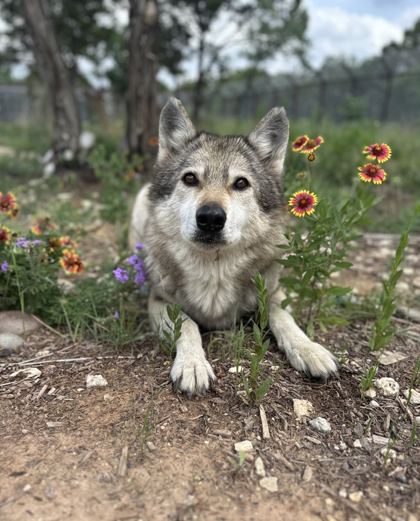 Alveus Sanctuary tweet media