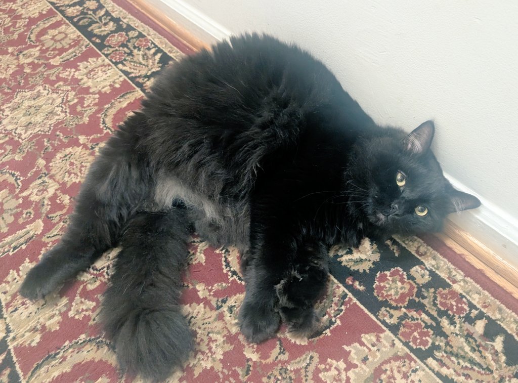 Kitty tweet media