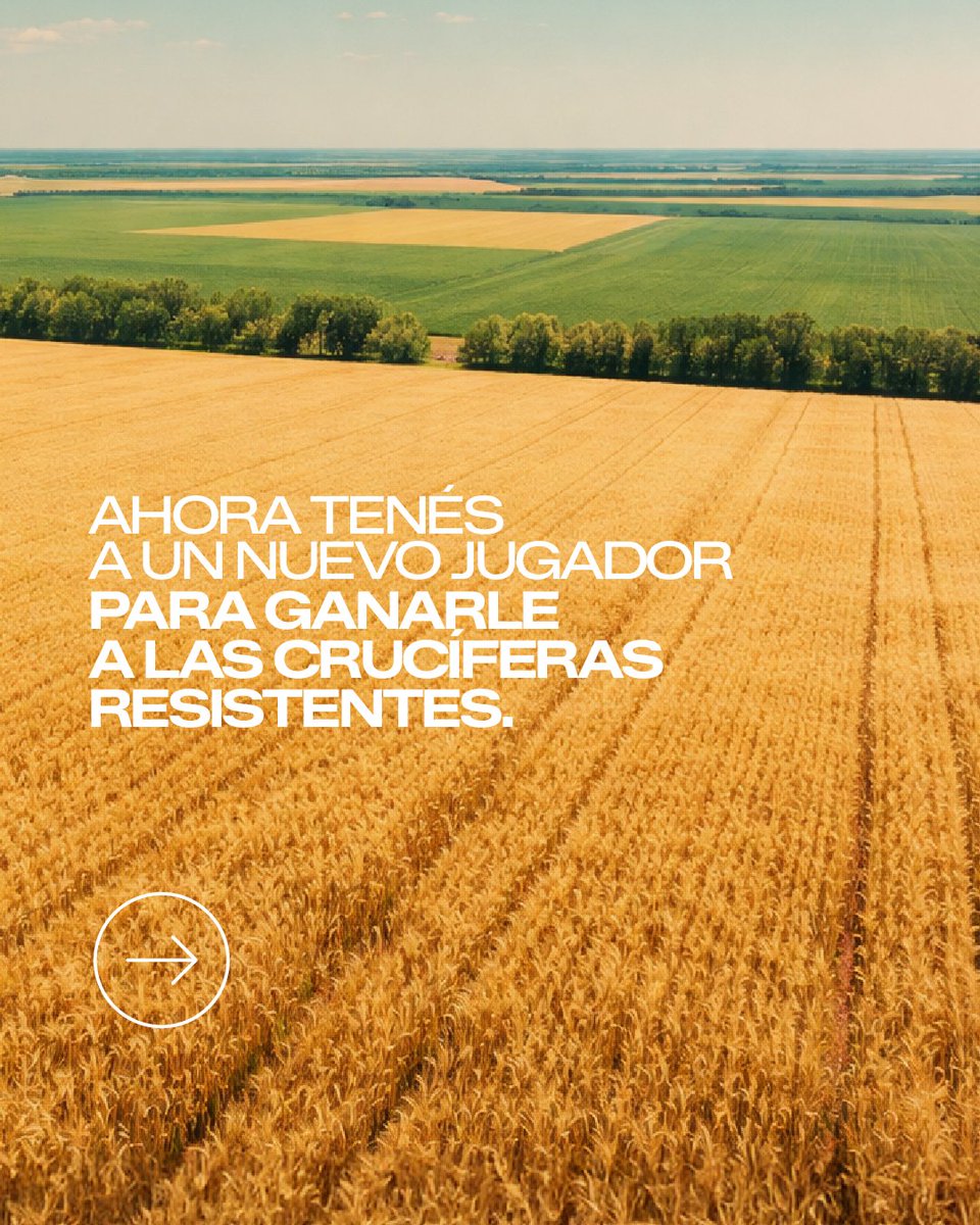 CortevaARG's tweet photo. Gallery® es el herbicida de Corteva con un nuevo modo de acción diseñado para proteger a tu trigo y cebada de las crucíferas resistentes. https://t.co/Nj4kgJMtTC