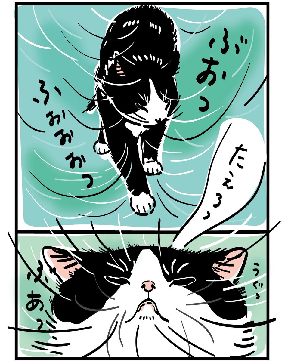 元祖ふとねこ堂 tweet media