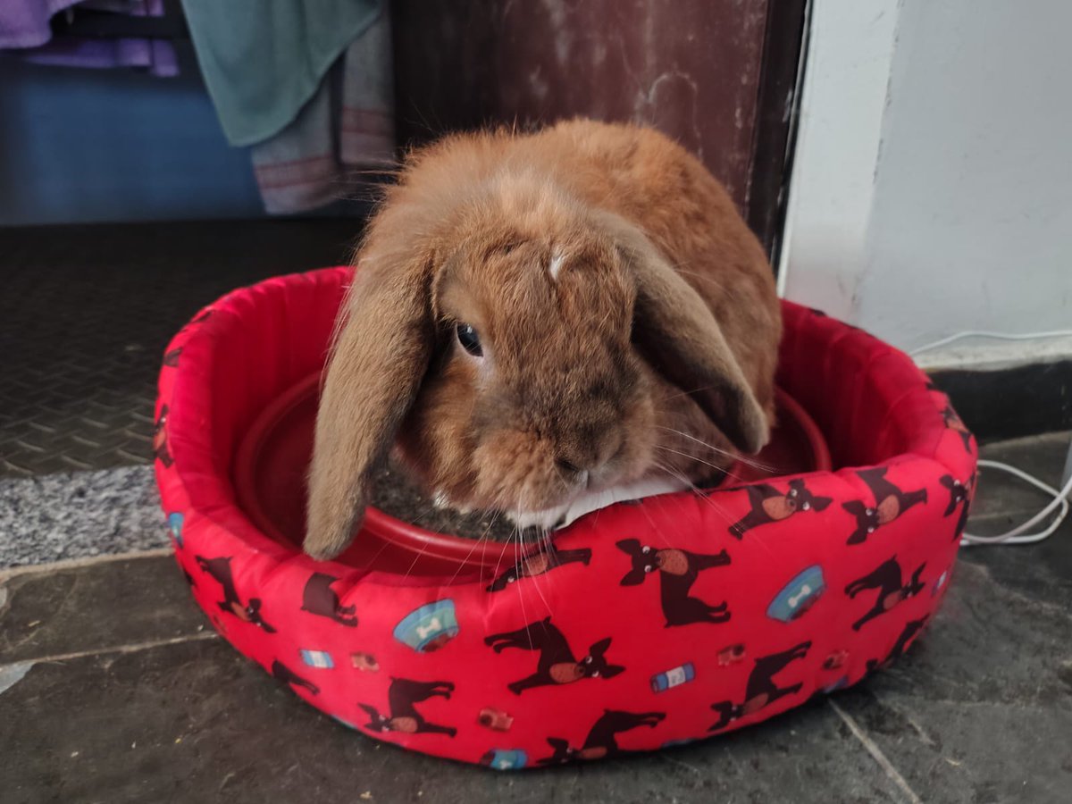 BeaSheep7's tweet photo. Today, sadly, my most loyal friend, my rabbit Duke, has just passed away. I feel like I didn't take as good care of him as I should have, I feel like I wasn't enough. I'm so sorry, Duke. You were by my side during my most difficult moments.

I hope you're in a better place now 🤎 https://t.co/wjjEAKN2fv