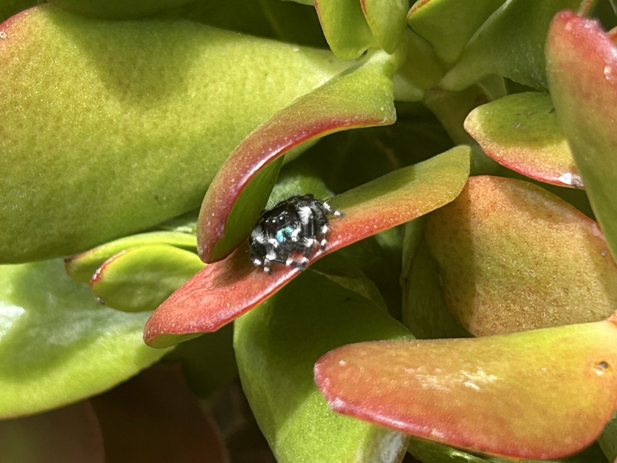 KellyLance9's tweet photo. Saved this guy from my parents’ house, and 5 days later I found him. I swear he recognizes me! https://t.co/dEuunuNEVK