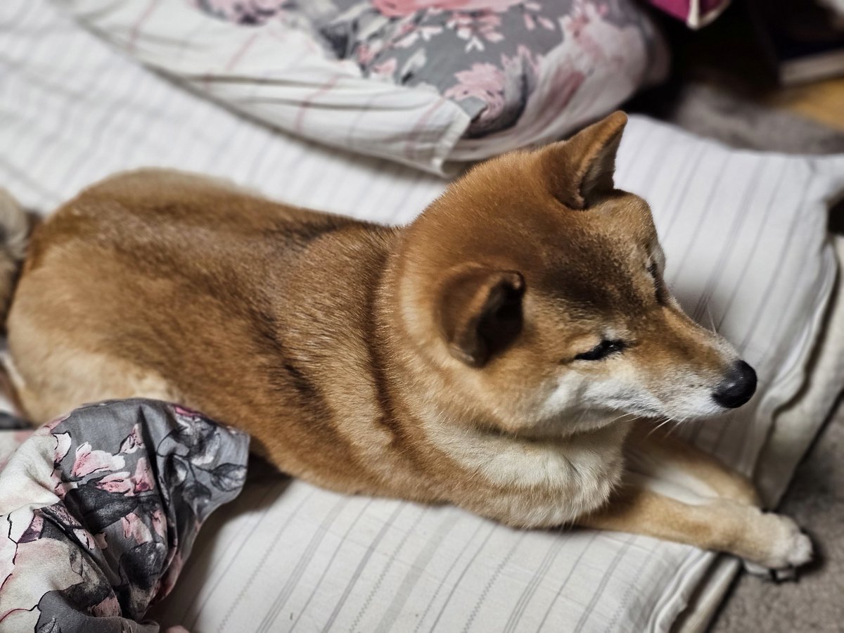 君月士方 tweet media