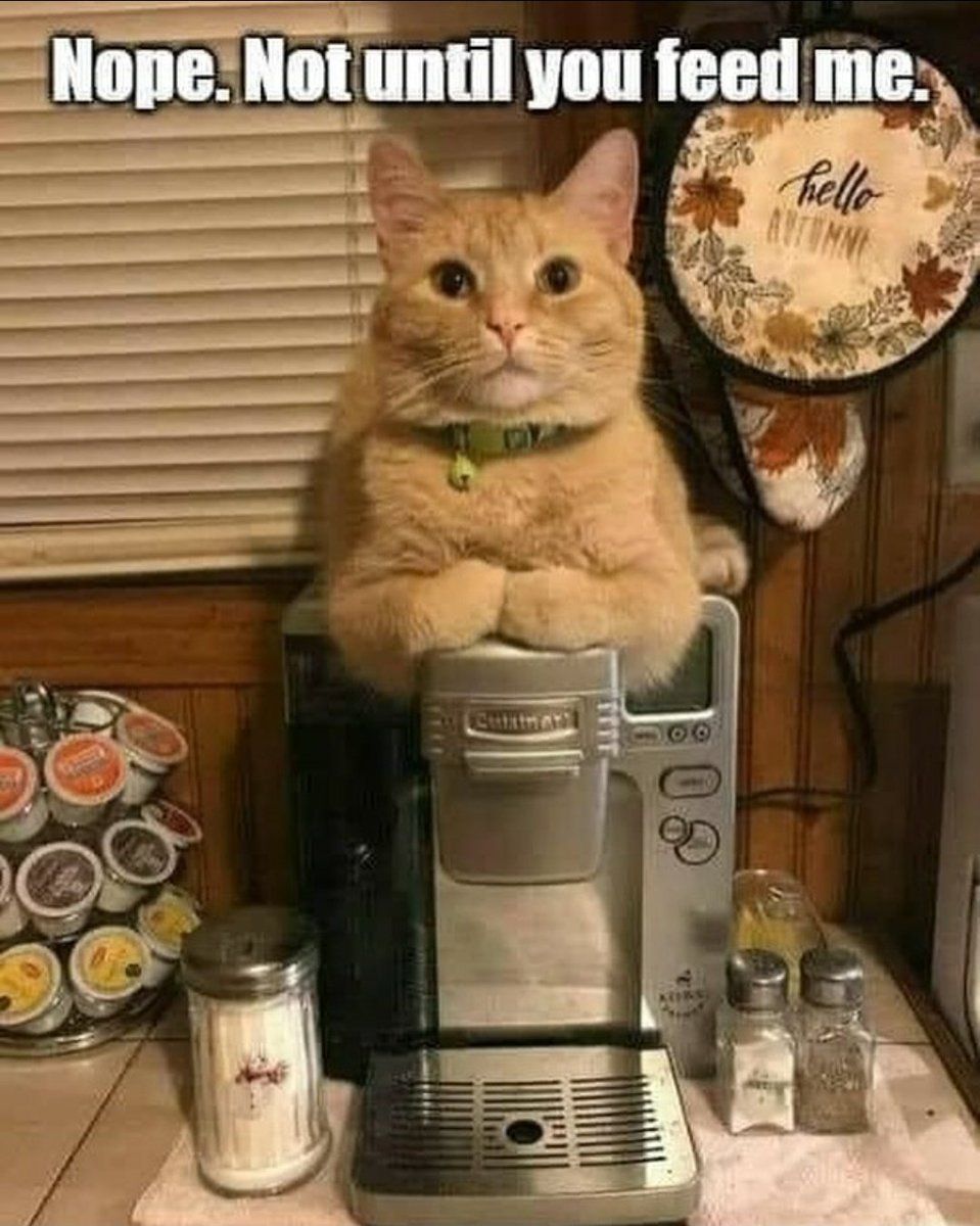 Cats and Kittens tweet media