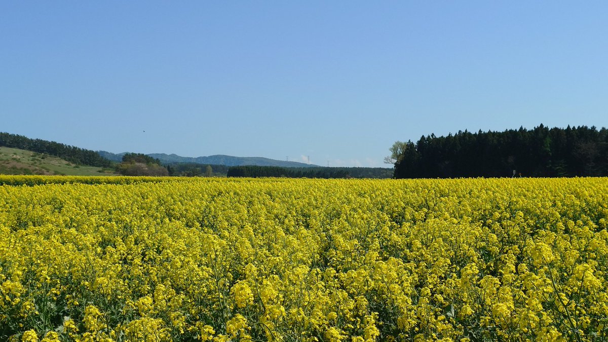 RT300's tweet photo. 若干曇り気味だけどうん、まぁ、綺麗！#青森県、#横浜町、#菜の花 https://t.co/DhvOeOCaIk