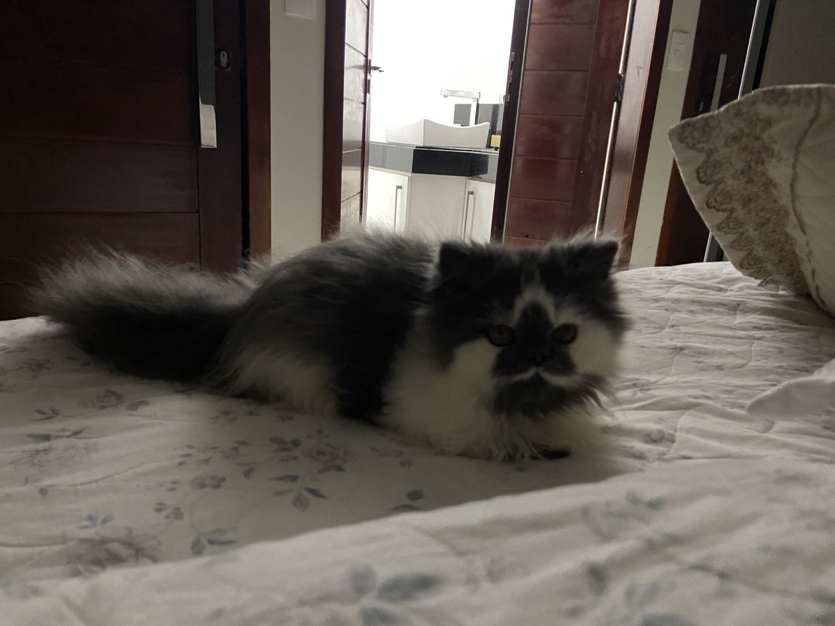 pooleecity's tweet photo. Once there was a small cat
with big dreams and stardust in its eyes. ✨

They laughed…
until the sky started making space.

Now we don’t look down anymore —
we look up… at $Starcat. 🐱⭐

Ca: 3uyg2CuY74R8FrBLfJMgCkpGm7qzaShmH5uZJoNJpump https://t.co/lhn7shOtaJ