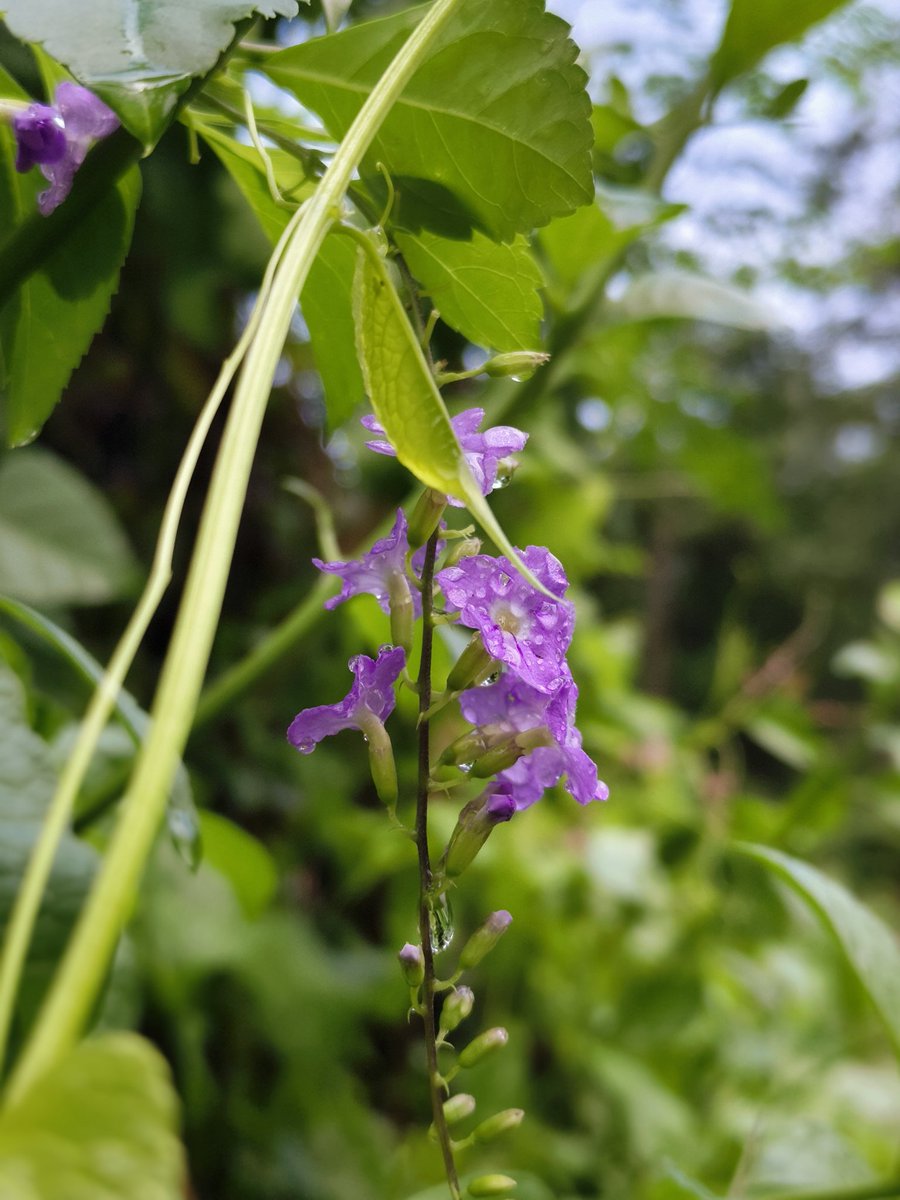 MuduliSudeshna's tweet image. #Rain #nature #Photooftheday