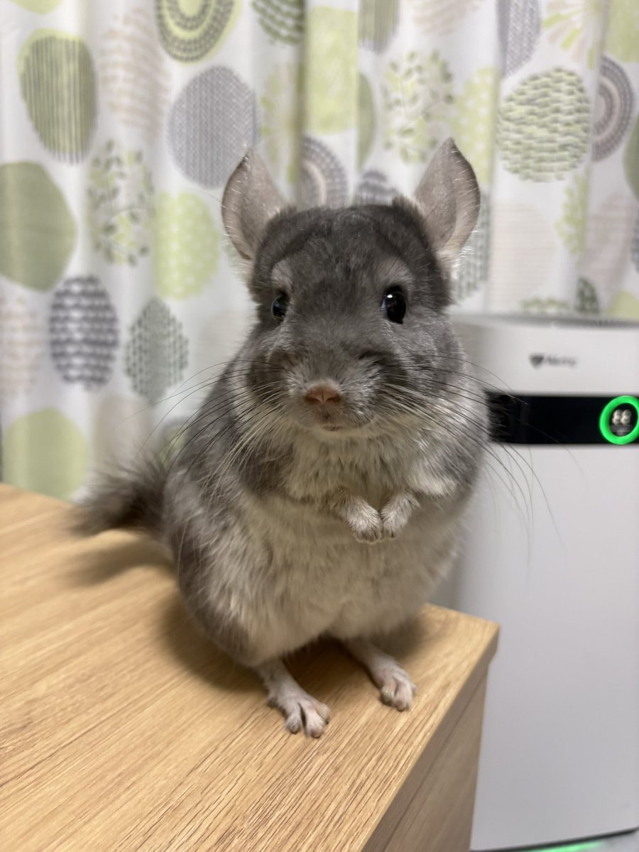 きなれん🐭蓮太(チンチラ)時々🐶 tweet media