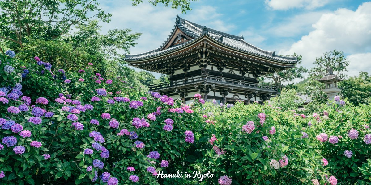 Hamuki Takezawa tweet media