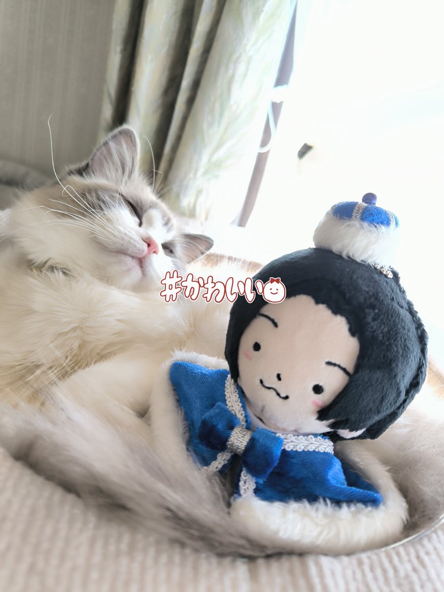 玄憐 tweet media