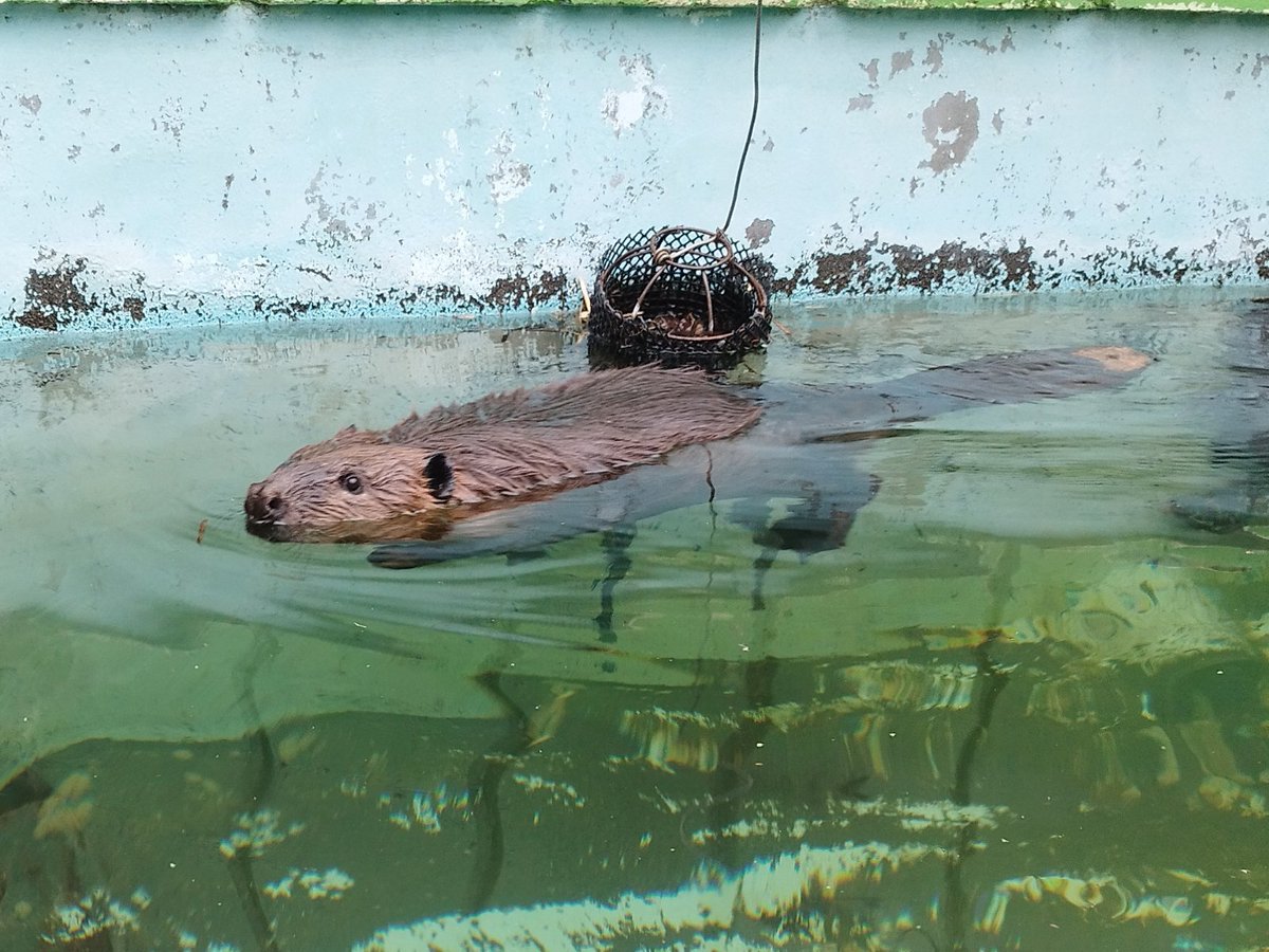 釧路市動物園 tweet media