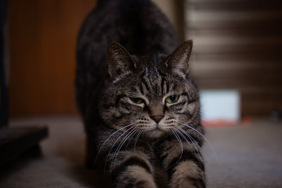 Tosh99H's tweet image. のび
SONY α6500 × VILTROX AF 35mm F1.7 AIR 
#photography 
#catphotography