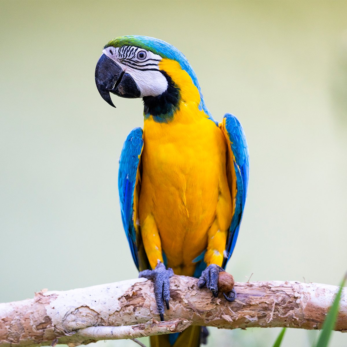 Perth Zoo tweet media