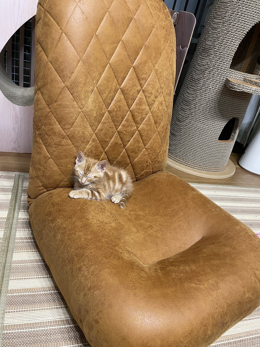猫カフェmfmf/横浜駅 tweet media