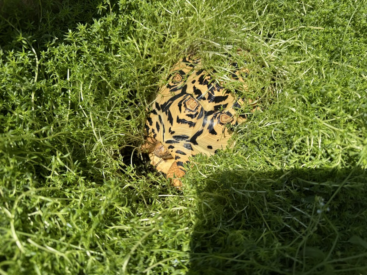セダムの罠にかかったとわちゃん

#ヒョウモンリクガメ