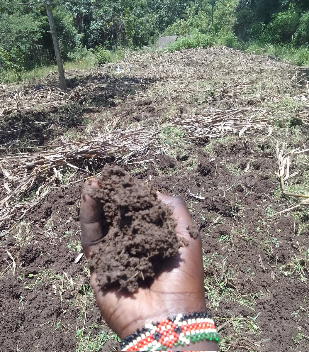 mutange_vin's tweet photo. Organic Agriculture = Seed Sovereignty + Biological integrity + Food Security. 

Food Biotechnology = Food Security (sacrificing  Biological Intergrity &amp; Seed Sovereignty) 

Don't sacrifice your Seed Sovereignty.

The choice is on me and you.

Banish the Serpent. https://t.co/VSVPdoNHmg