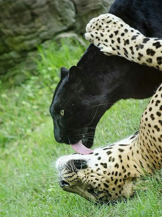 THE ANIMAL WORLD NATURE tweet media
