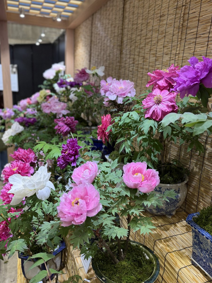 song_ban's tweet photo. パシフィコ横浜 横浜フラワー＆ガーデンフェスティバル2026💐
花とみどり 和の愉しみ ー牡丹
2枚目、牡丹と芍薬の交配を世界で初めて成功させた、イトウピオニー オリエンタルゴールド💛美し過ぎでした🥹
2026/05/04 
#横フラ #ガーデンネックレス横浜 https://t.co/PRJl3lQMjb