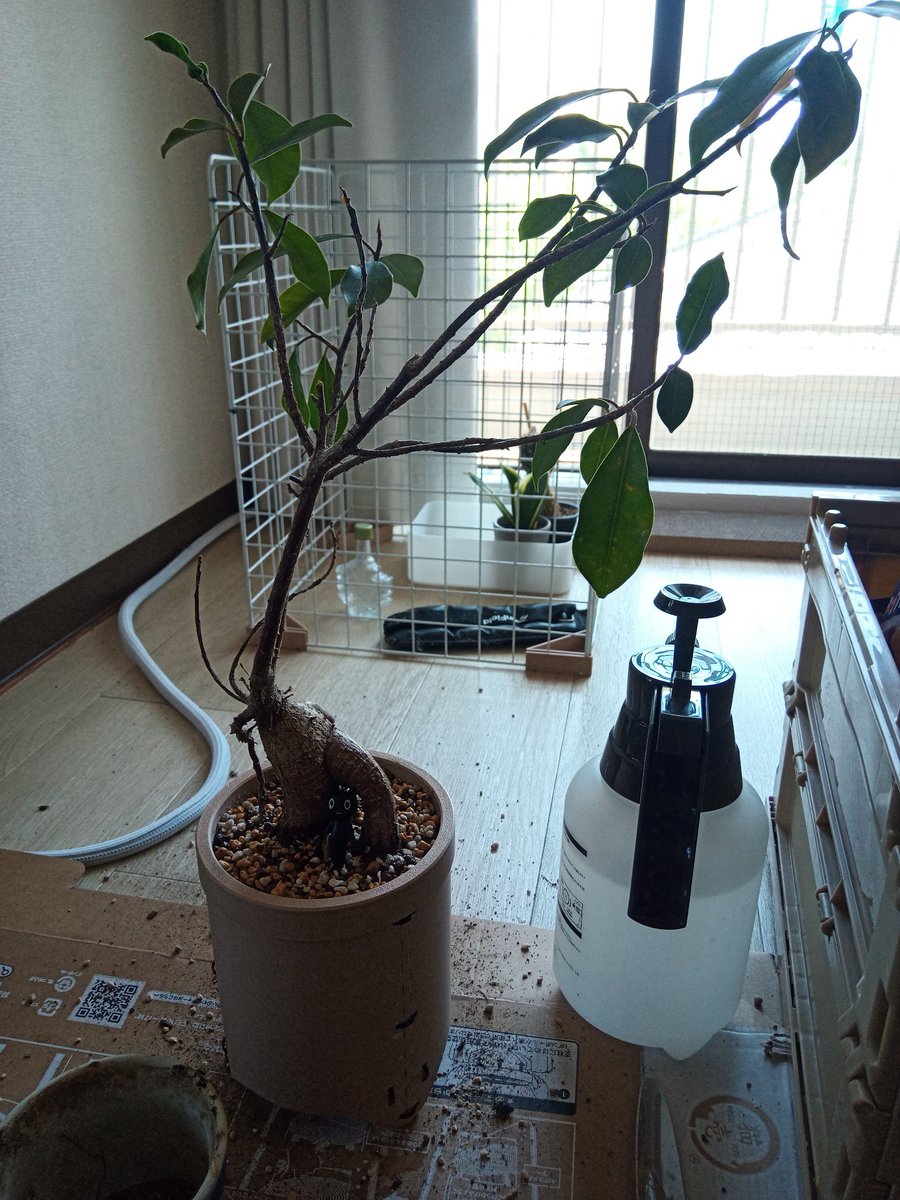 ガジュマルを植え替えた 十数年間かけてギチギチに詰まった根、芋