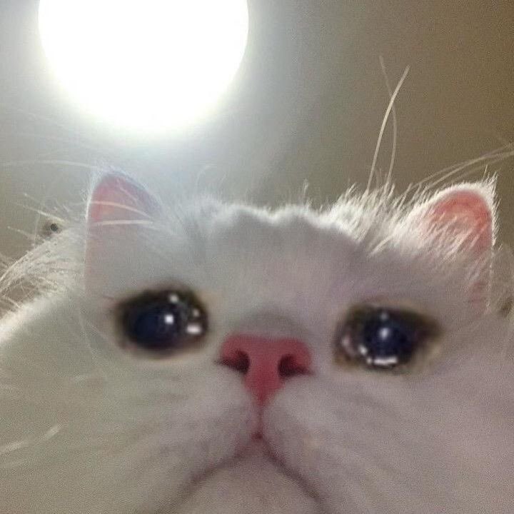 ᵕ̈ tweet media