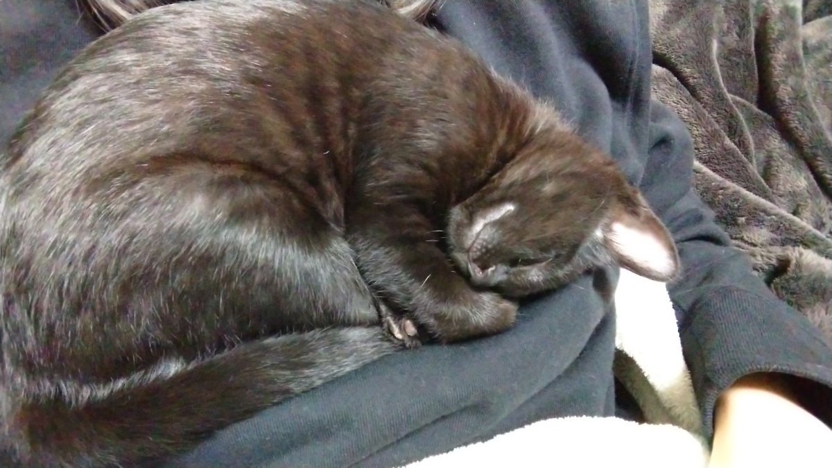 kuma_engine's tweet photo. https://t.co/XV769HzL31