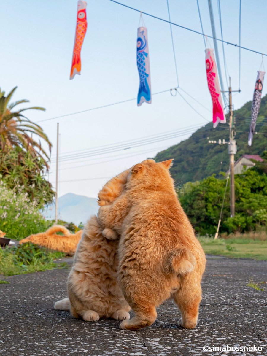 simabossneko 写真集「島にゃんこ」発売中 tweet media