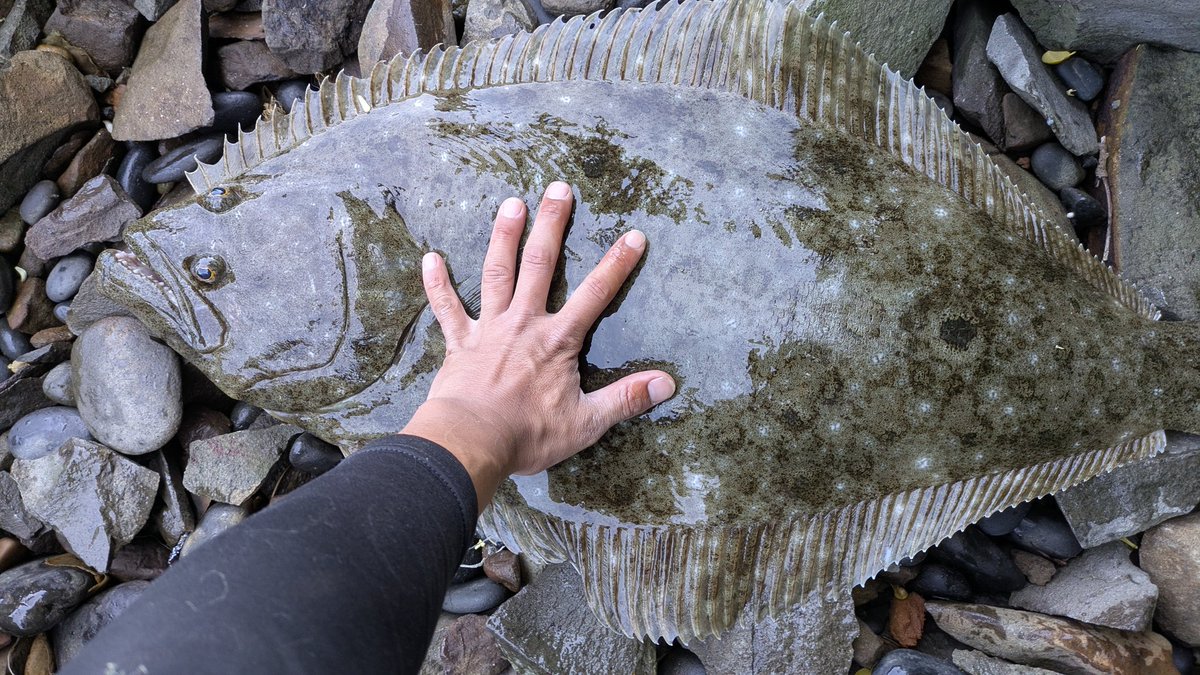 もろ🎣きゅう tweet media