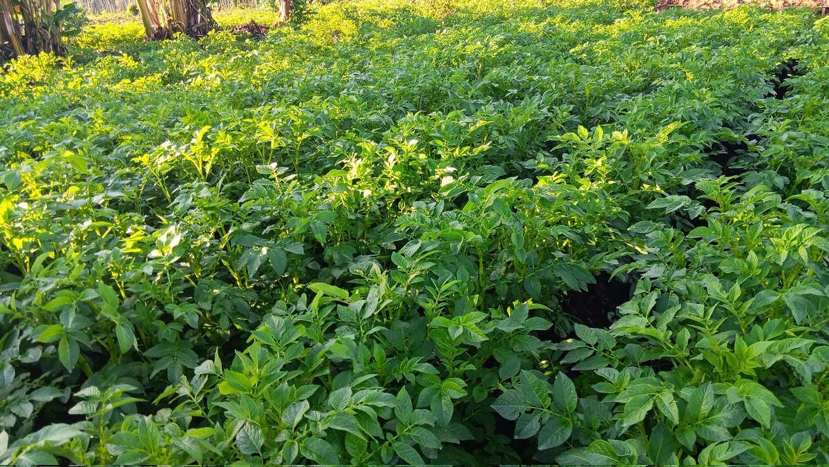 ckiprono_'s tweet photo. Grateful to @Hillrimutai for his agronomy expertise on our Shangi demo farm. His precise nutrition and protection programs have the crop coming up nicely!

African Business 🌱 🌾 🚜 https://t.co/Nrth09Gkuf