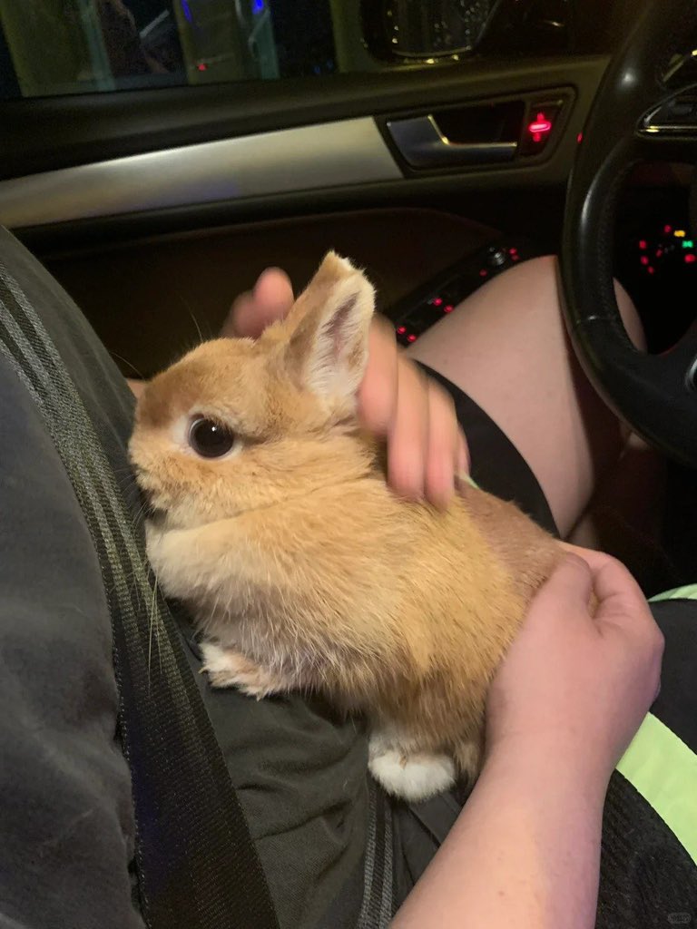 Why you should have a rabbit tweet media