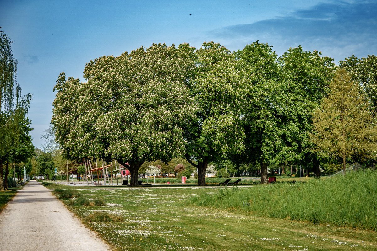 Stef2Ulm's tweet image. Guten Morgen #Ulm und #NeuUlm!