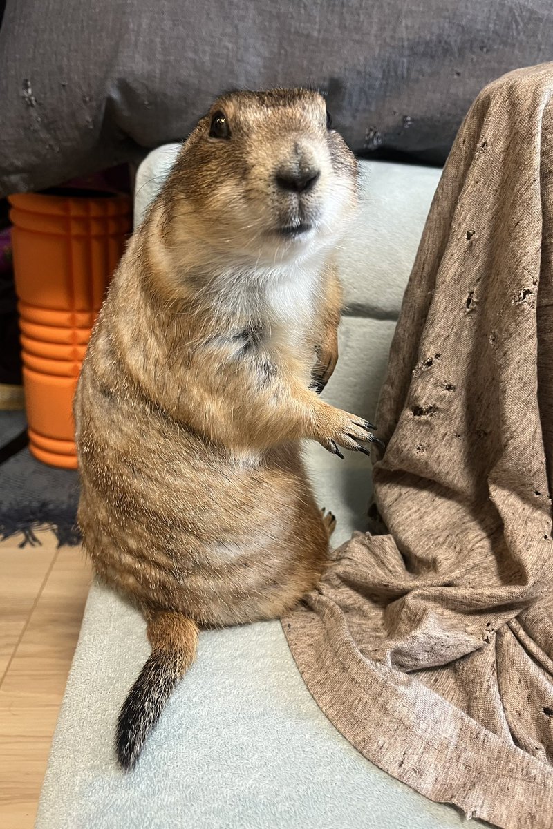 meso601's tweet photo. 初めててんちゃんにガブられて3針縫ってきました💦

落ち着いてるから忘れてたけど、ちょっと発情期気味だったね🥲
お水を飲ませようとしたらガブり！！
やっぱり男の子は威力がすごい、一瞬でぱっくりやられました😣 https://t.co/dNzbkDkN12