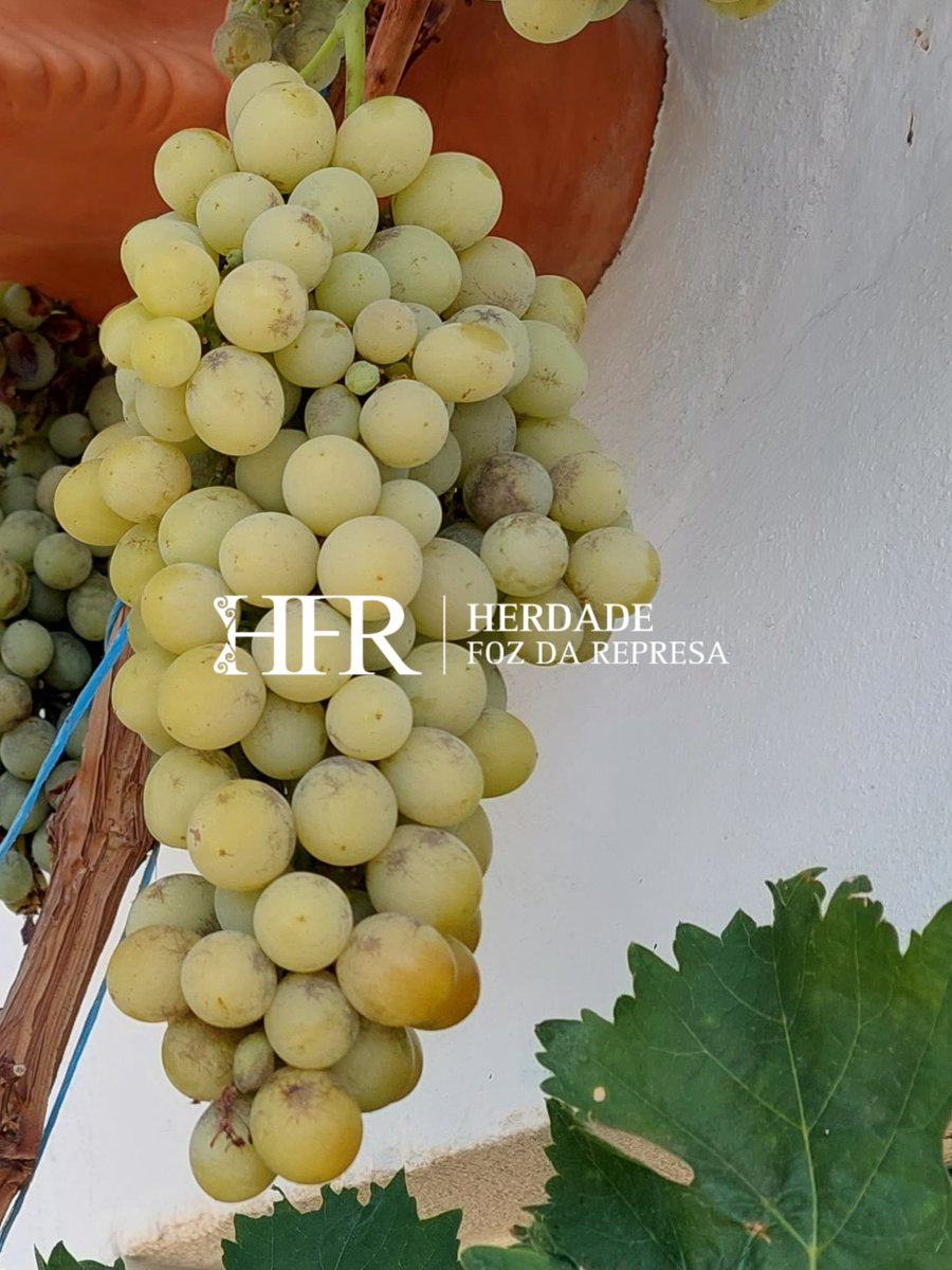 HerdadeFozdaRep's tweet image. Our Love

HerdadeFozDaRepresa.com 

#Winetasting #Alentejo