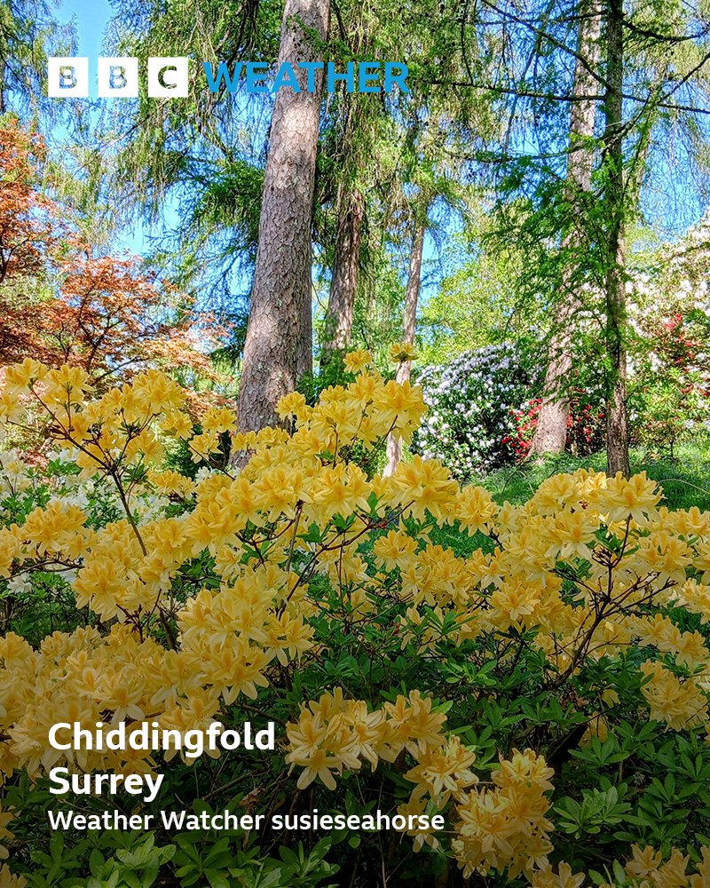 BBCSurrey's tweet image. 💐 #WeatherWatchers #PhotoOfTheDay 📸