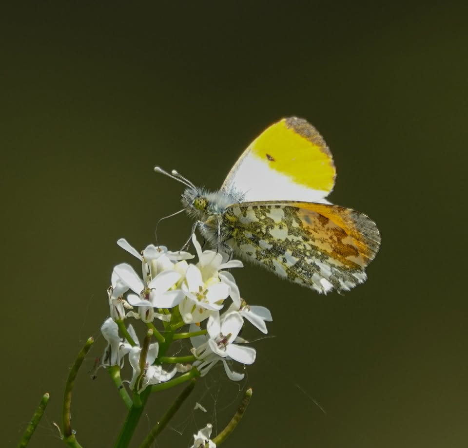 BBCRadioKent's tweet image. Today's #PhotoOfTheDay is this orange tip butterfly at Stodmarsh Nature Reserve. 🦋 Thank you to Jane White for sending it to us. 📸